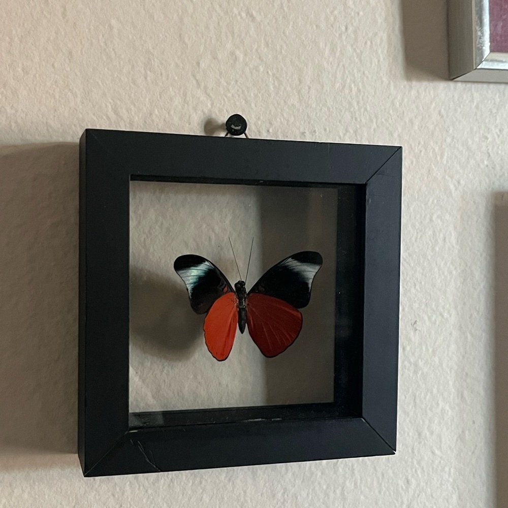 Framed  Butterfly Display